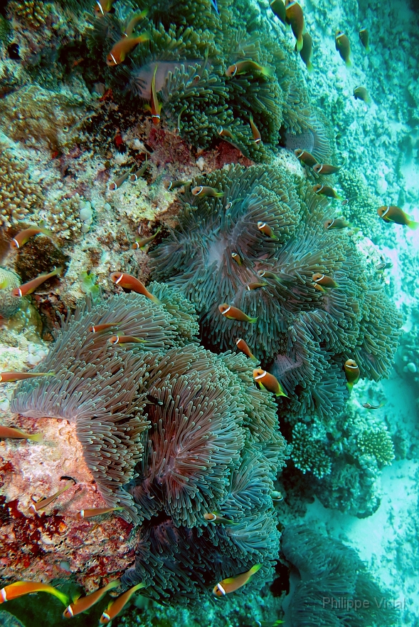 Velidhu - 2013_03_11 - IMG_0534rf_Poisson Clown des Maldives - Amphiprion Nigripe_Kuda reef_Plongee.jpg